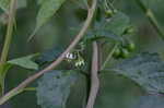 Black nightshade